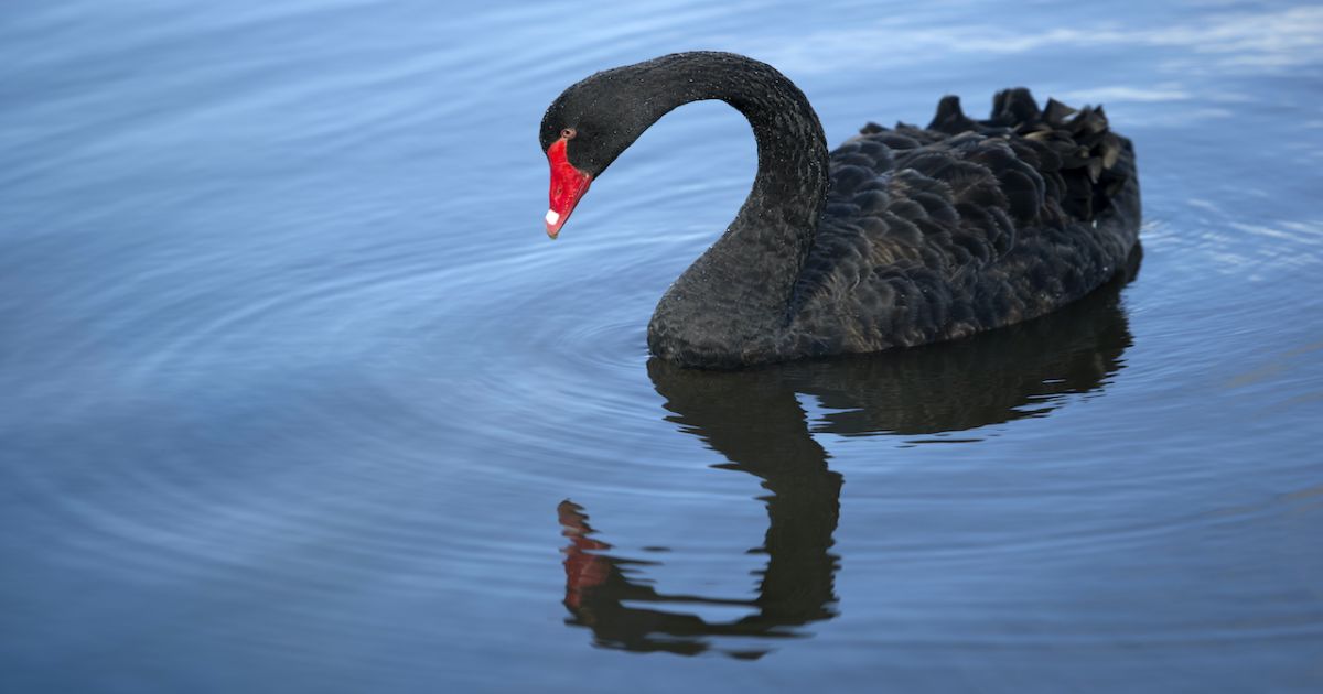 What Are Lessons Leaders from This Black Swan HBS Knowledge