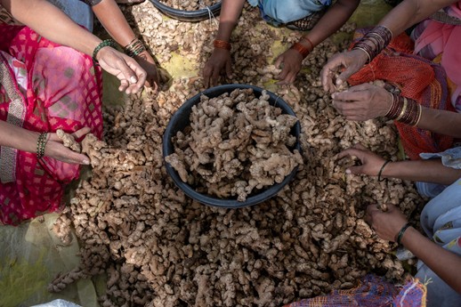 Hands reaching into a pile of ginger root for S4S Technologies