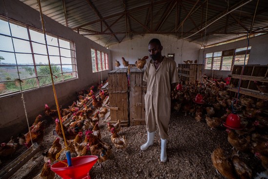 Person standing in chicken coup for Hatch