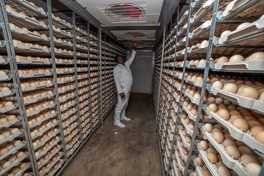 Person in storage room filled with eggs for Hatch