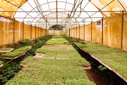 Plants in a greenhouse for SunCulture